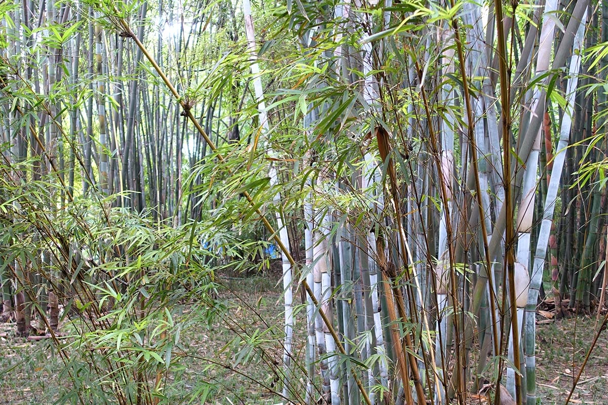 Bambusa chungii with greyish blue culms in a forest is a great non-spreading bamboo