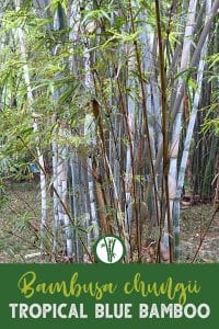 Greyish blue bamboo culms in a forest with the text: Bambusa chungii - Tropical Blue Bamboo