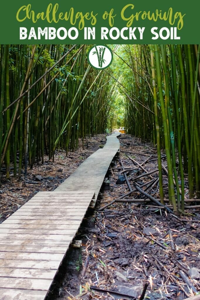 Bamboos growing in rocky soil surrounding a wooden walkway in the middle of the bamboo forest with a text above: Challenges of Growing Bamboo in Rocky Soil