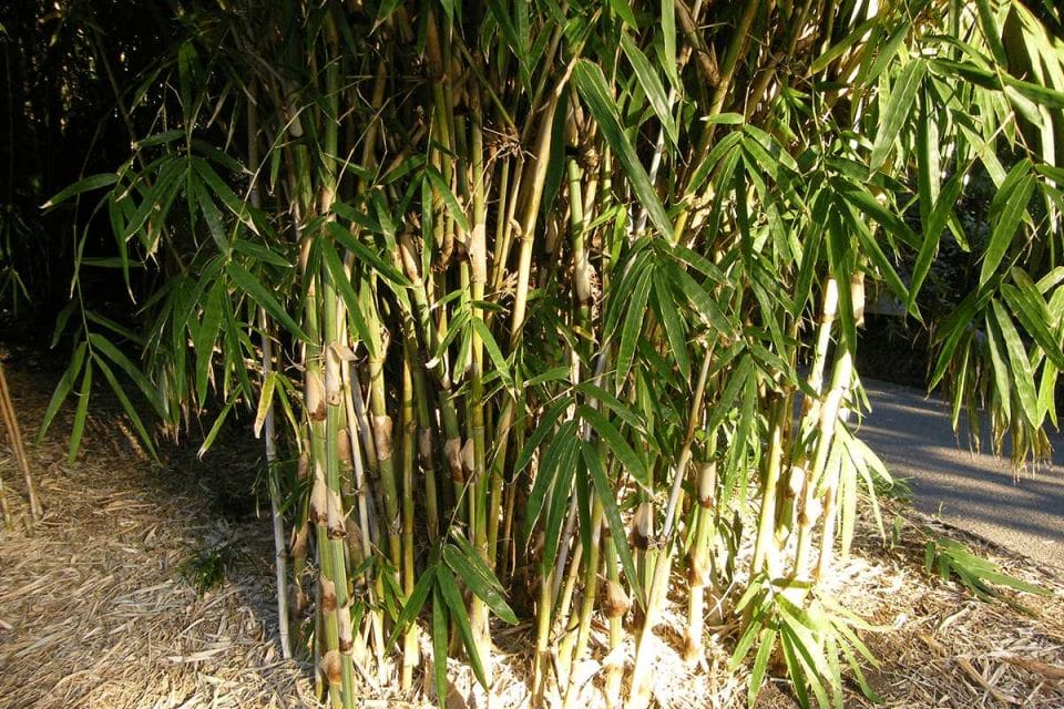 Young bush of bambusa multiplex.