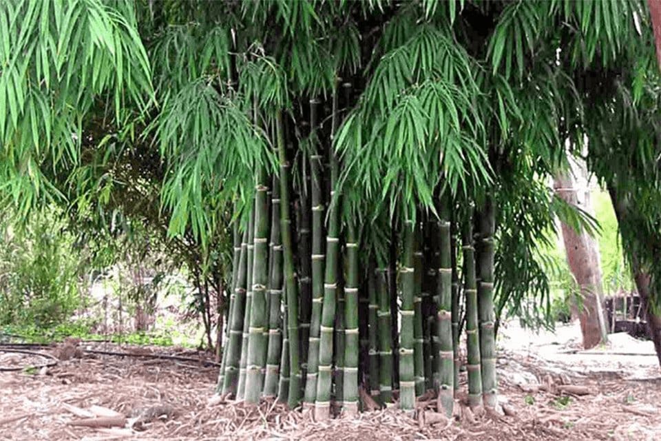 Bambusa nana plants in a garden