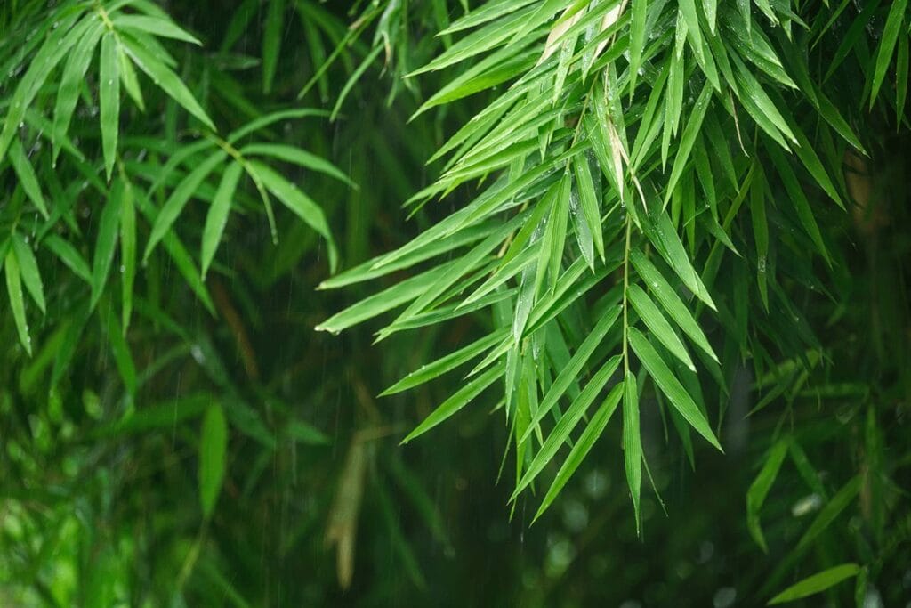 Fresh, long bamboo leaves