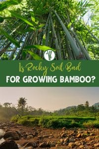Top image is a low-angle shot of bamboo trees and bottom image is a vast area of rocky soil with the text Is Rocky Soil Bad for Growing Bamboo?