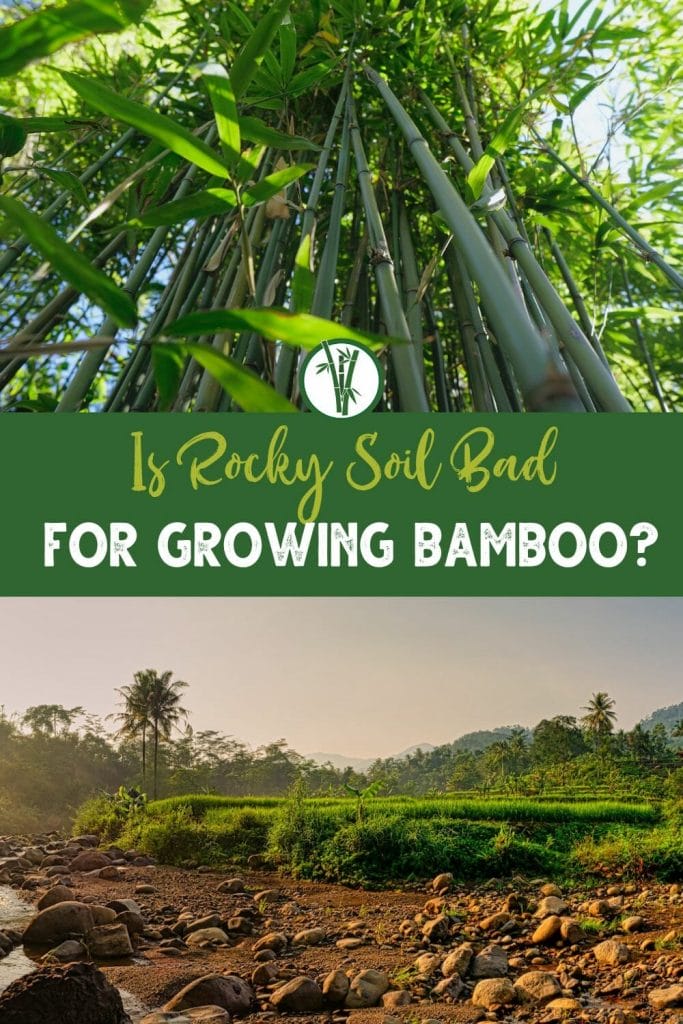 Top image is a low-angle shot of bamboo trees and bottom image is a vast area of rocky soil with the text Is Rocky Soil Bad for Growing Bamboo?