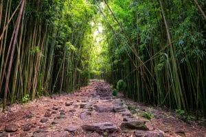 Landscape view of bamboo forest and rugged path in the middle