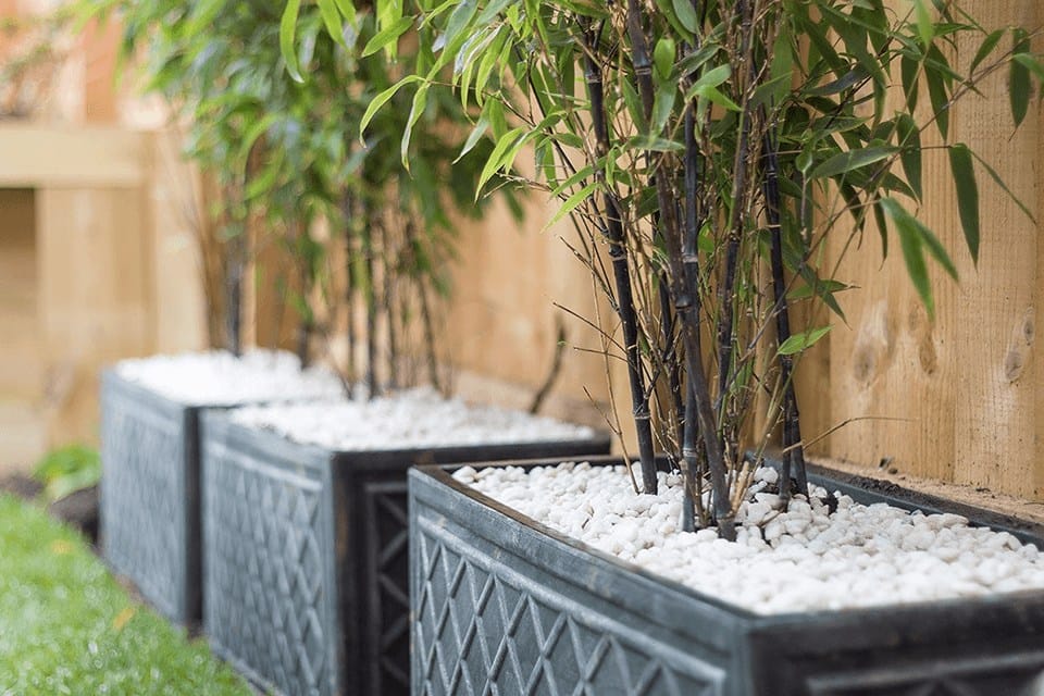 Bamboo plants growing in planter boxes