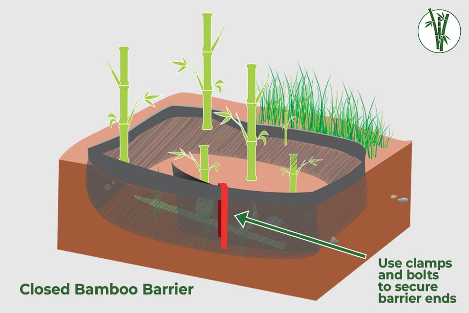 Graphic visualizing bamboo growing in a closed barrier fastened with a clamp to stop it from spreading