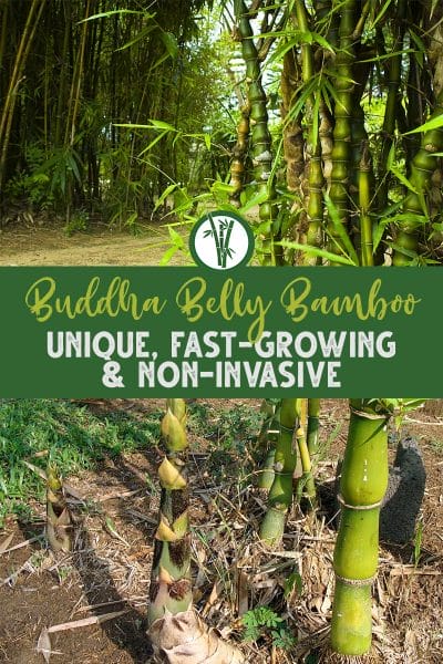 Bamboo plants with bulging stems and the text: Buddha Belly Bamboo - Unique, Fast-Growing & Non-Invasive