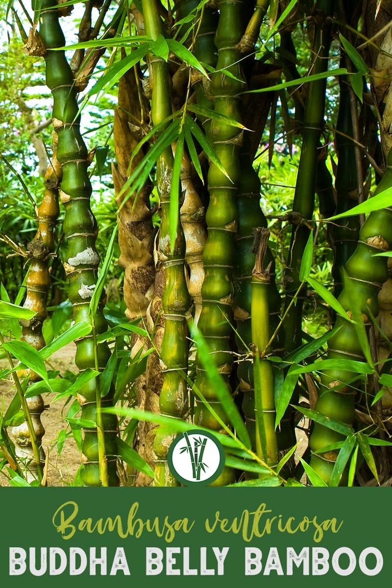 Bambusa_ventricosa_bamboo_pin2 | Bamboo Plants HQ