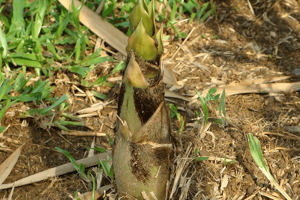 Buddha belly bamboo shoot that come out and growing from the ground