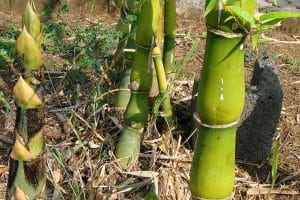 Bamboo culms of the buddha belly species with rounded internodes