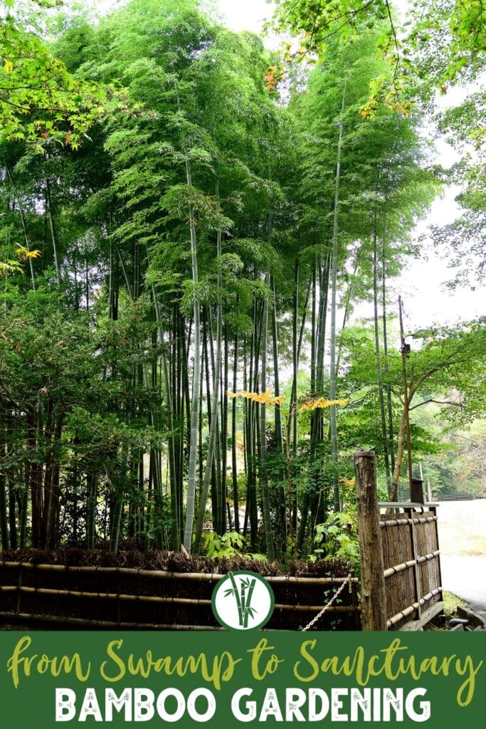 Tall bamboo plants in a garden with a text below: From Swamp to Sanctuary: Bamboo Gardening