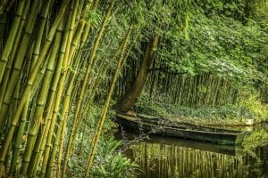 Bamboo growing in swampy soil and a boat in the water