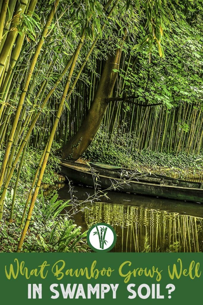 Bamboo next to water with boat and the text: What Bamboo Grows Well In Swampy Soil?
