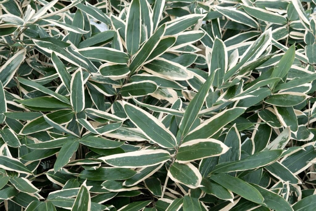 Sasa veitchii dark green leaves with creamy edges