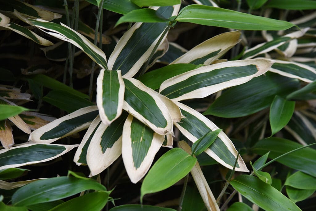 Large green bamboo leaves with outline in white from Sasa veitchii Kuma-Zasa Bamboo