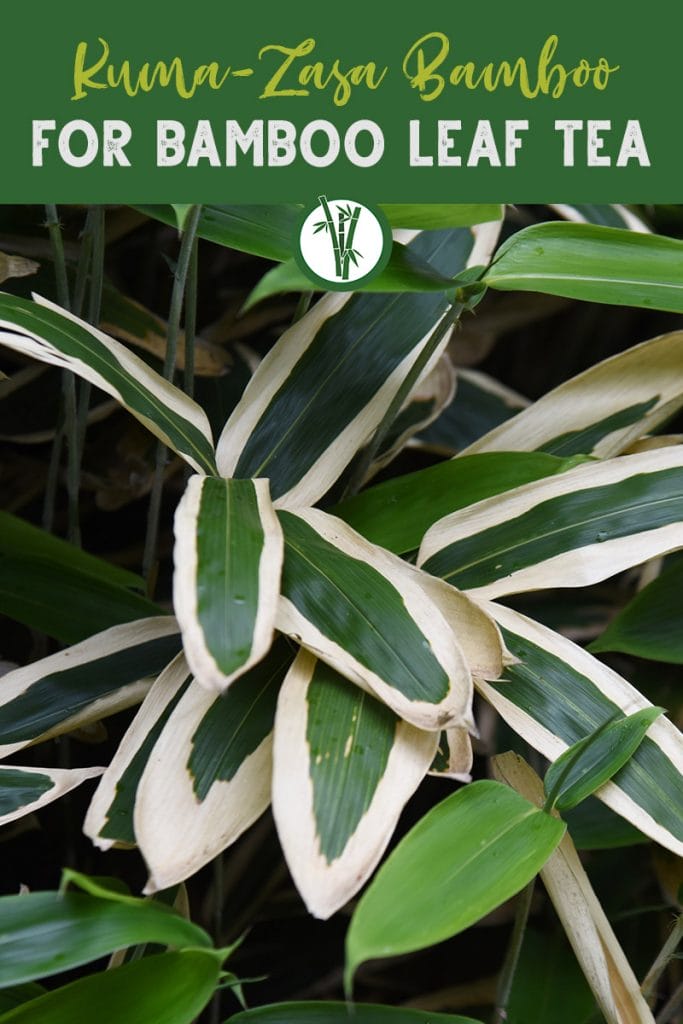 Broad white-edged leaves with text: Kuma-Zasa Bamboo - For Bamboo Leaf Tea