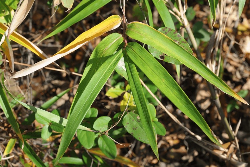 Fresh green leaves of Arundinaria gigantea which is a bamboo that grows well in wet soil