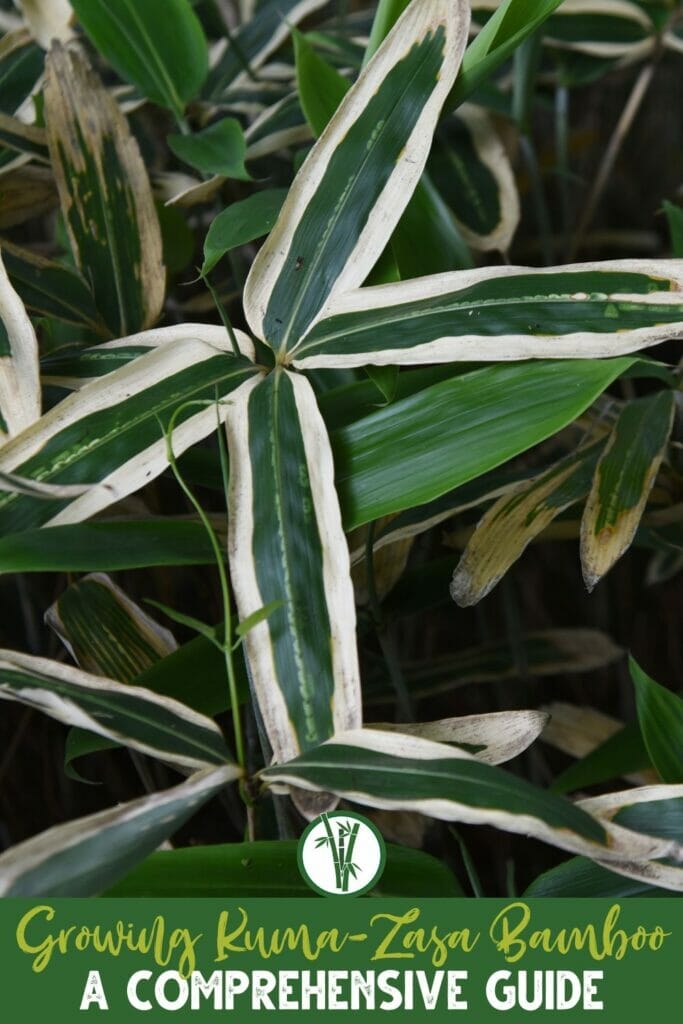 Sasa Veitchii bamboo plant with broad green leaves, showing distinct white margins with a text below: Growing Kuma-Zasa Bamboo: A Comprehensive Guide