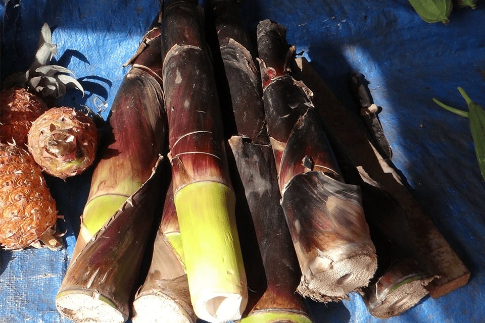 A few harvested bamboo shoots