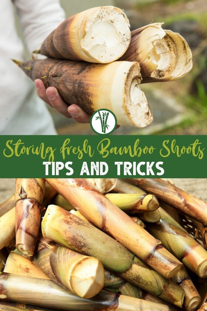 A hand holding three freshly harvested bamboo shoots and a pile of fresh shoots ready for storage below with a text in the middle: Storing Fresh Bamboo Shoots: Tips and Tricks
