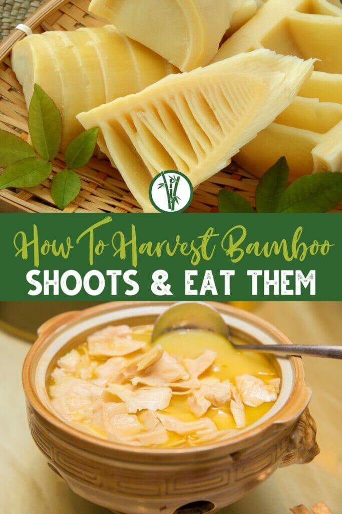 peeled and chopped bamboo shoots above and a bamboo shoot soup below with a text in the middle: How To Harvest Bamboo Shoots & Eat Them