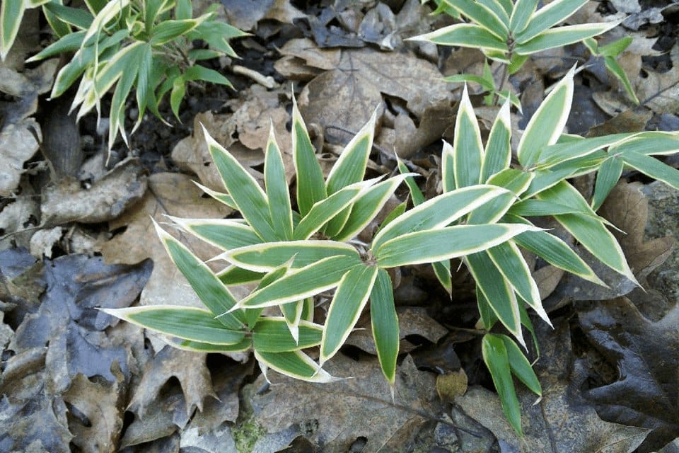 Sasa hayatae leaves showing coloration caused by margin of leaf dying
