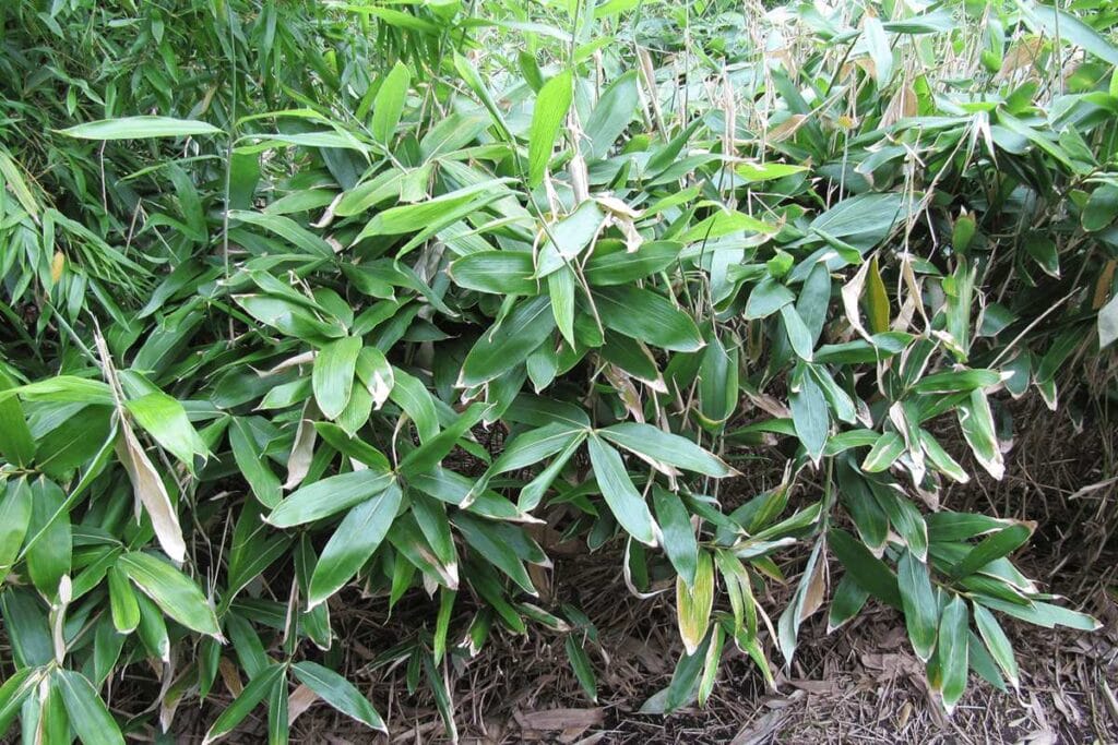 Fresh green leaves of Sasa hayatae in kew garden