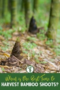 bamboo shoots emerging from the forest floor with a text below: When is the Best Time to Harvest Bamboo Shoots?