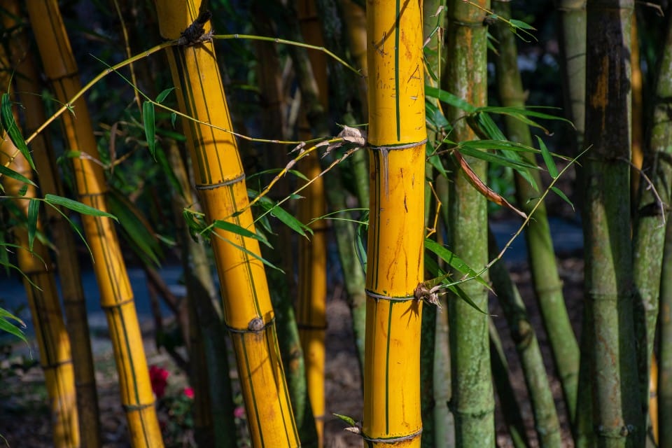 Yellow bamboo stems with green stripes, bamboo as a sustainable source for fabrics