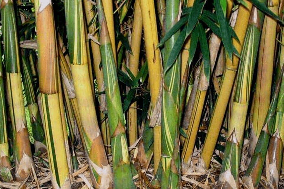 Close up view of bambusa multiplex