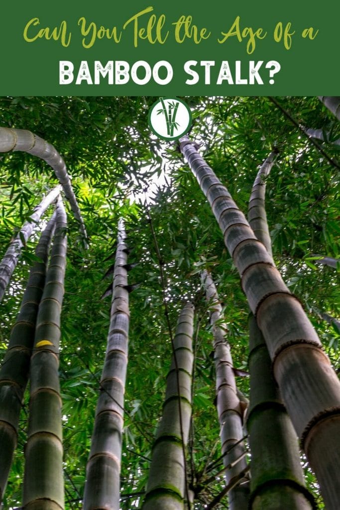 Ground up perspective of bamboo trees where lichen starts to appear on the bamboo stalks.