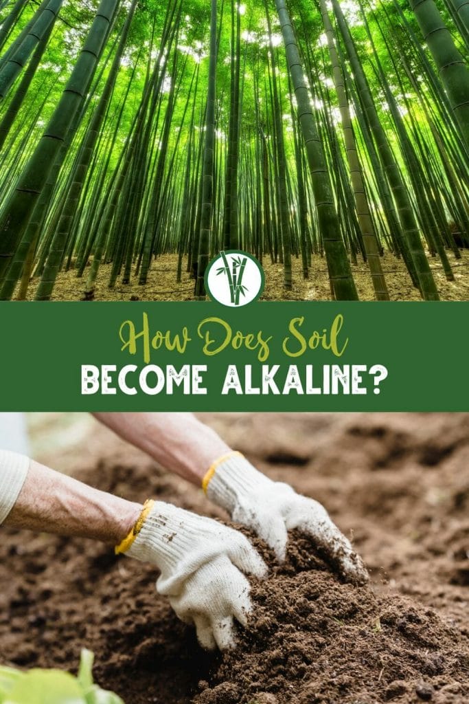 Top image is a bamboo forest and bottom image is a person turning soil into alkaline ideal for growing bamboo with the text How Does Soil Become Alkaline?