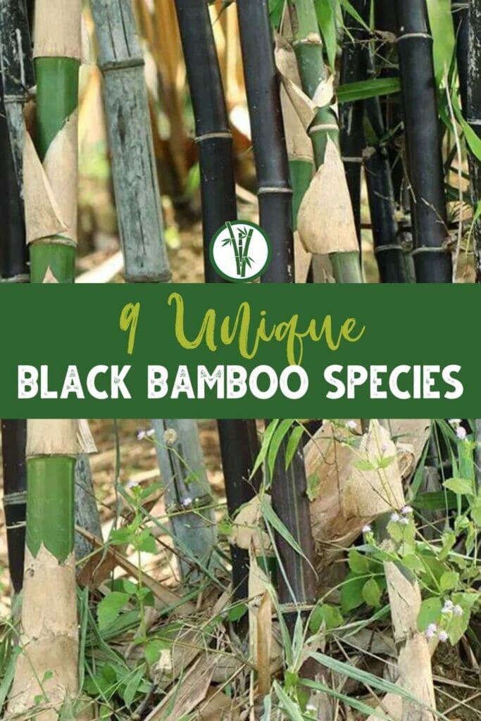 Black bamboo species growing in a garden with the text 9 Unique Black Bamboo Species.