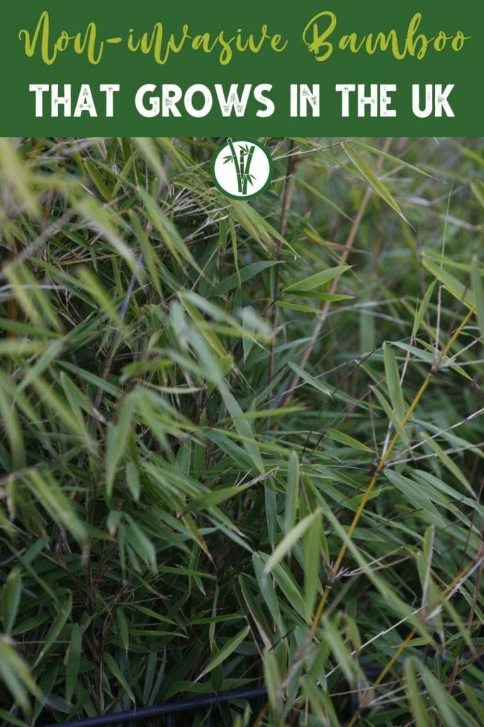 Clumping bamboo that grows in Great Britain or the UK with the text Non-invasive Bamboo That Grows in the UK.