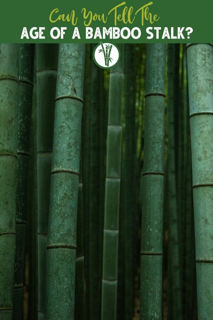 A cluster of bamboo stalks with a text above: Can You Tell The Age Of A Bamboo Stalk?