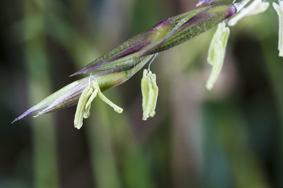 Close-up shot of a bamboo flower
