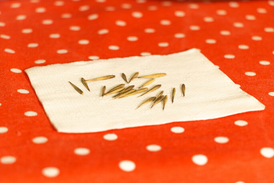 Bamboo seeds on a paper which are ready for planting.