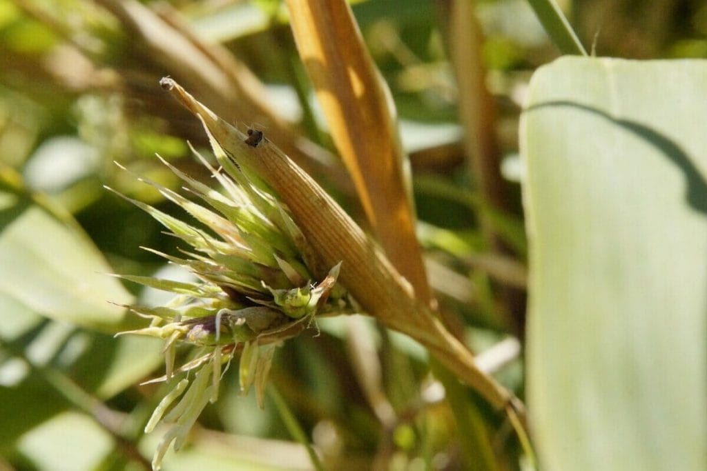 Close-up shot of flowering bamboo