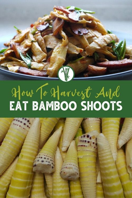 Top image is a dish cooked from bamboo shoots and bottom image are raw bamboo shoots with the text How To Harvest and Eat Bamboo Shoots.