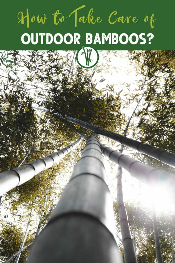 Bottom view of tall bamboo trees planted outdoors with the text How to Take Care of Outdoor Bamboos?