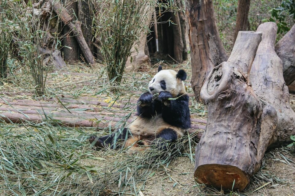 A giant panda eating bamboo and relies on bamboo for 99% of its diet.