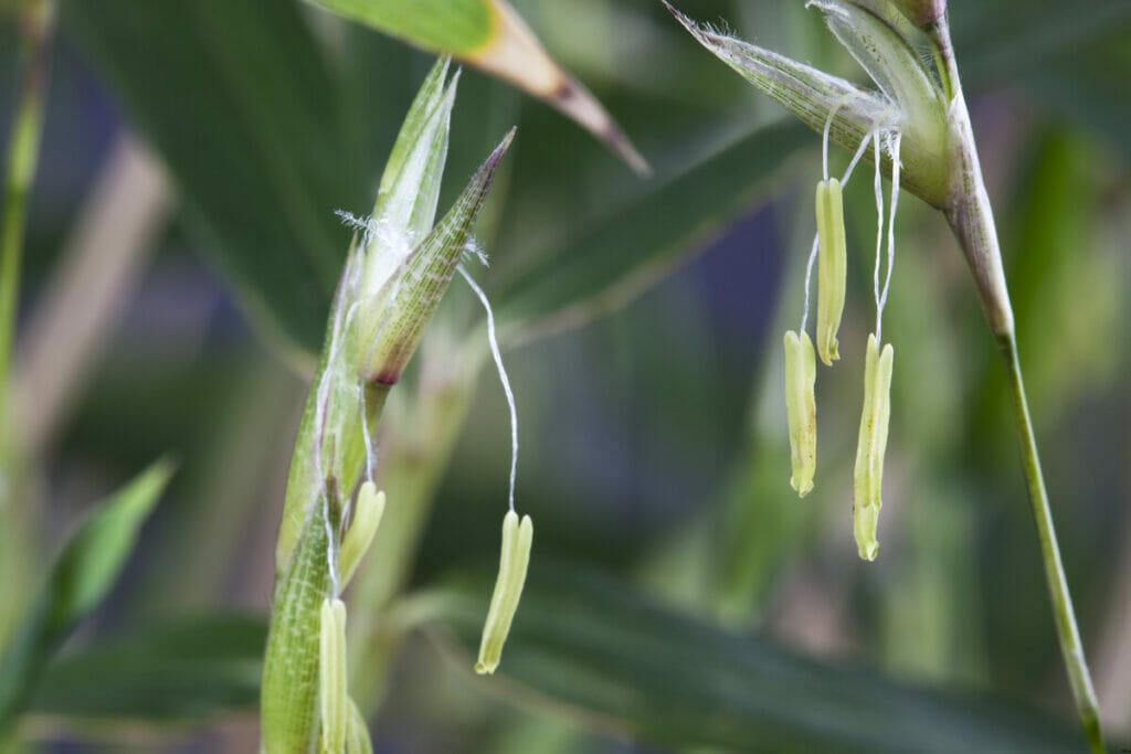 Close up shot of a bamboo flowers