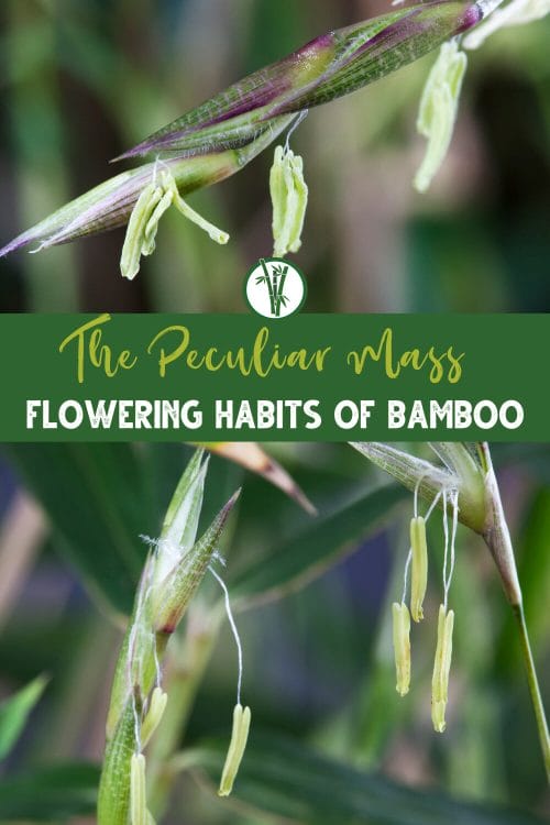 Top image and bottom images are close up shots of bamboo flowers or bamboo blossoms with the text The Peculiar Mass Flowering Habits Of Bamboo.