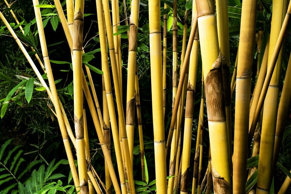 Phyllostachys aurea 'Golden Bamboo' is an invasive bamboo species that you can grow in the UK.