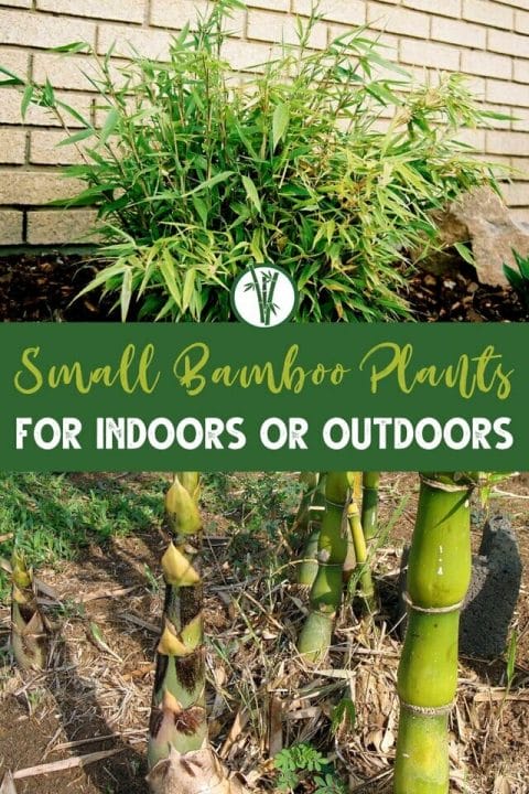 Top and bottom images are small bamboo plants planted in a garden and in a forest with the text Small Bamboo Plants For Indoors or Outdoors.