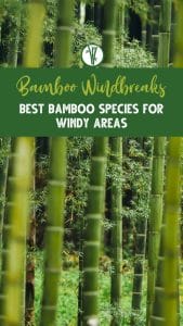 WebStory_Bamboo_Windbreaks-2-poster