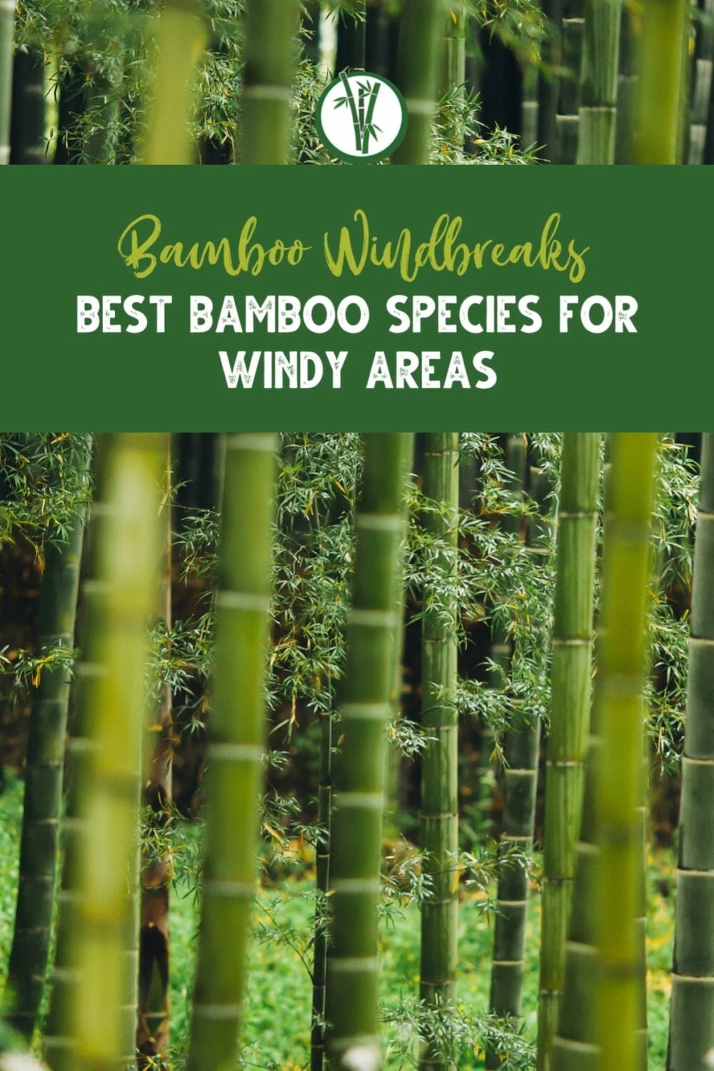 WebStory_Bamboo_Windbreaks-poster