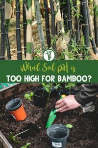 Top image is black bamboo trees and bottom image is a person holding a hand shovel tilling the ideal soil pH for most bamboo with the text What Soil pH is Too High for Bamboo?