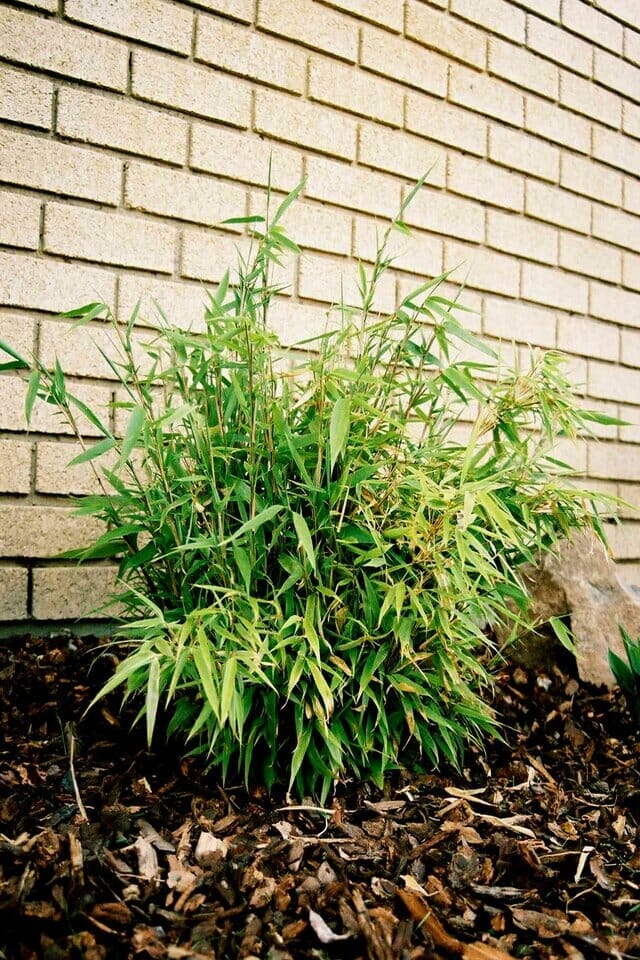 A bamboo less than 1 year old which is one of the five stages of growth in a bamboo's life cycle.